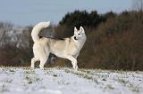 SIBERIAN HUSKY 426